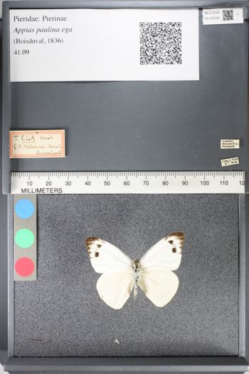Media type: image;   Entomology 128787
